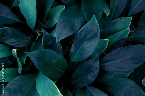 tropical leaves, abstract green leaves texture, nature background © Nabodin