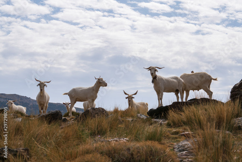 goats resting in the bush © Javier