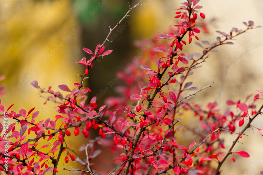 Red berries and leaves on barberry bushes. Autumn rainy day. Bérberis Red berries and leaves on barberry bushes. Autumn rainy day. Bérberis