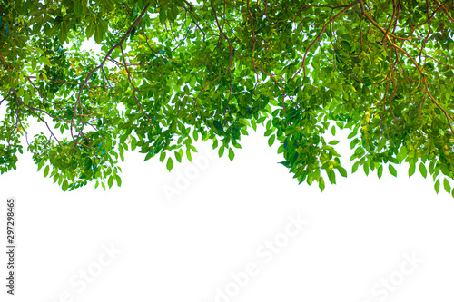 green leaves isolated on white background  fresh green leaves