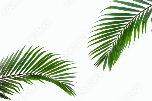 tropical coconut leaf isolated on white background, summer background © Nabodin