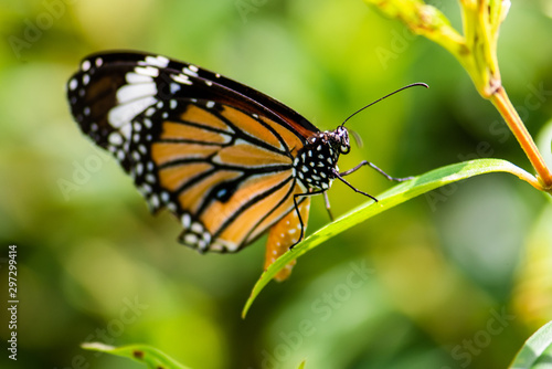 butterfly on a flower © Zoran Jesic