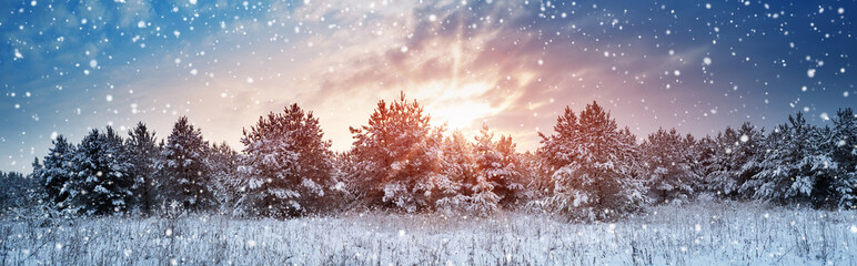 Pine trees in winter landscape at sunset