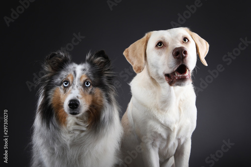 Labrador und Sheltie