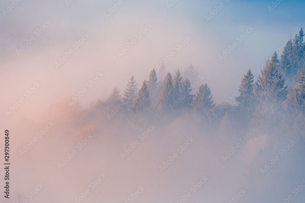 Spruce trees through the morning fog on mountain top at autumn foggy sunrise.