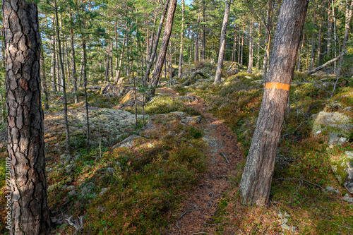 Fototapeta Naklejka Na Ścianę i Meble -  forest trail marked with orange band around tree