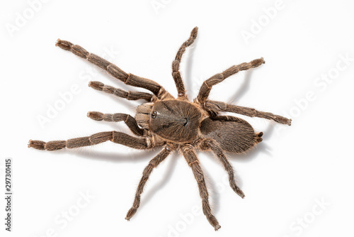 Asian species Tarantula spider Found in Thailand, the scientific name is "Haplopelma minax Theraphosidae Haplopelma". © ณัฐวุฒิ เงินสันเทียะ