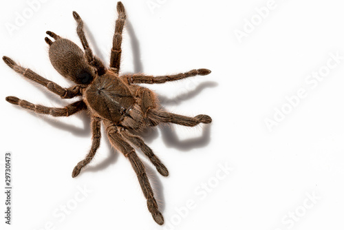 Asian species Tarantula spider Found in Thailand, the scientific name is 