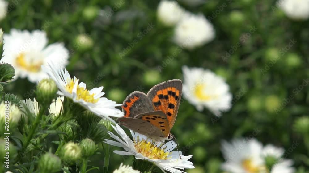 butterfly small copper on white aster butterfly small copper on white aster