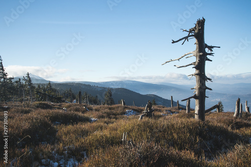Fototapeta Naklejka Na Ścianę i Meble -  Tree trunk in mountains