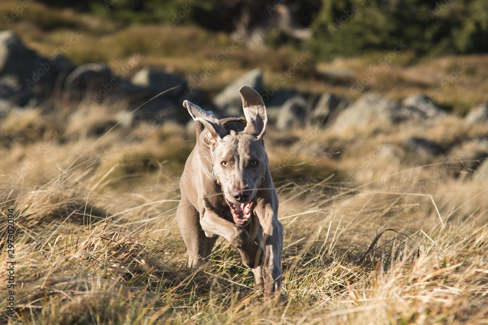 Fototapeta Wyżeł weimarski biegający po trawie