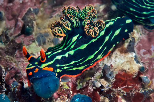 Nembrotha kubaryana nudibranch crawling on the coral. Underwater photography