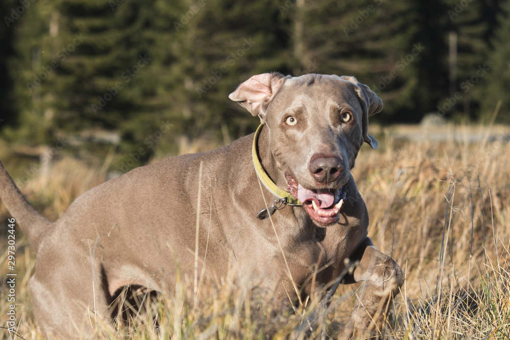 Weimaraner running in the grass