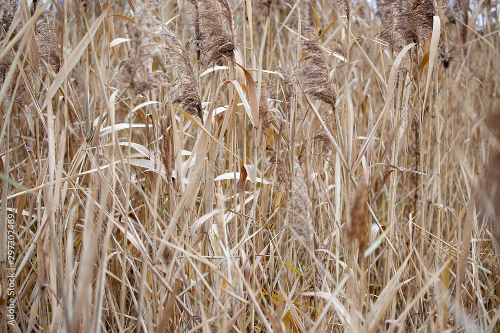 Fototapeta premium plain reed. Texture with reeds