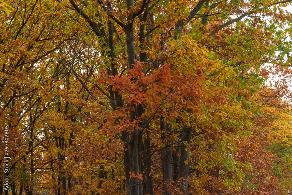 bunte Bäume im Herbst