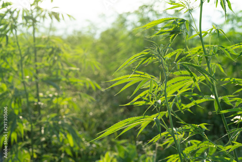 marijuana or canabis on field ganja farm leaf weed medical hemp hash plantation