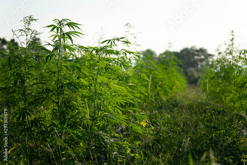 marijuana or canabis on field ganja farm leaf weed medical hemp hash plantation