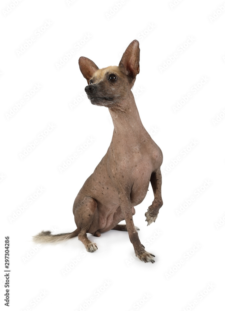 Xoloitzcuintli dog sitting with one paw raised on a white background Xoloitzcuintli dog sitting with one paw raised on a white background