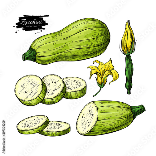 Zucchini hand drawn vector illustration set. Isolated Vegetable objects with sliced pieces and flower