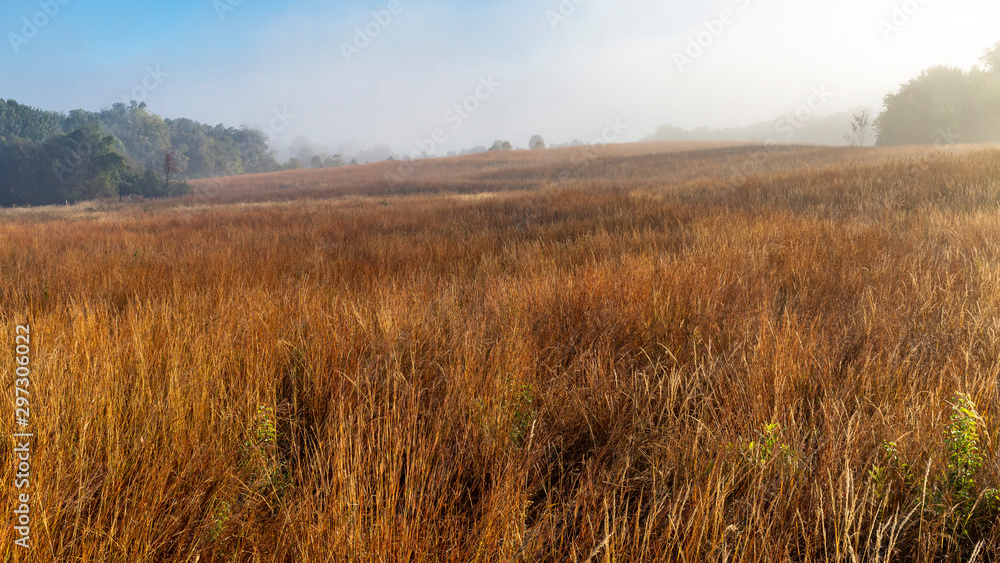 colorful foggy morning landscape of a meadow