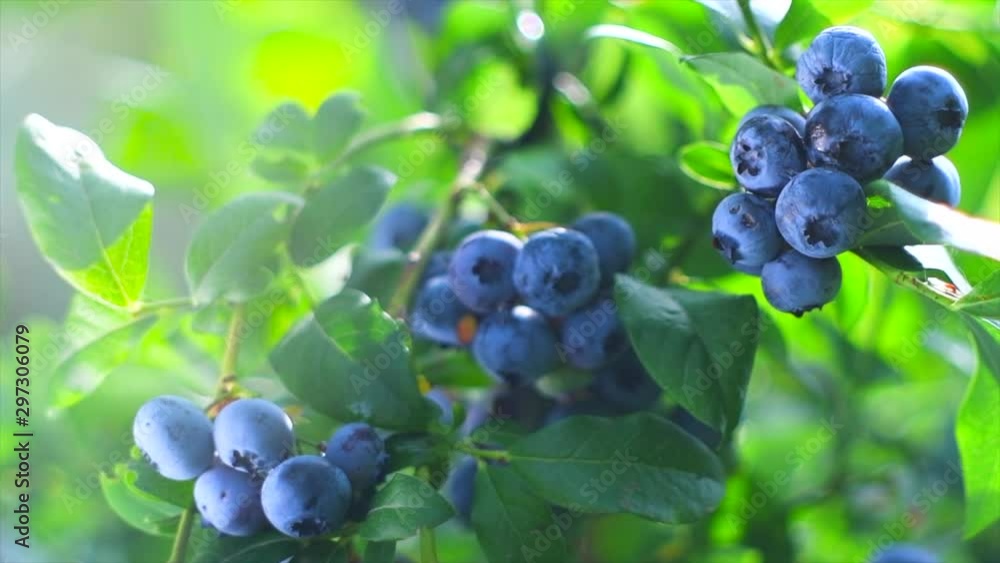 Vídeo do Stock: Blueberry plant. Fresh and ripe organic Blueberries ...
