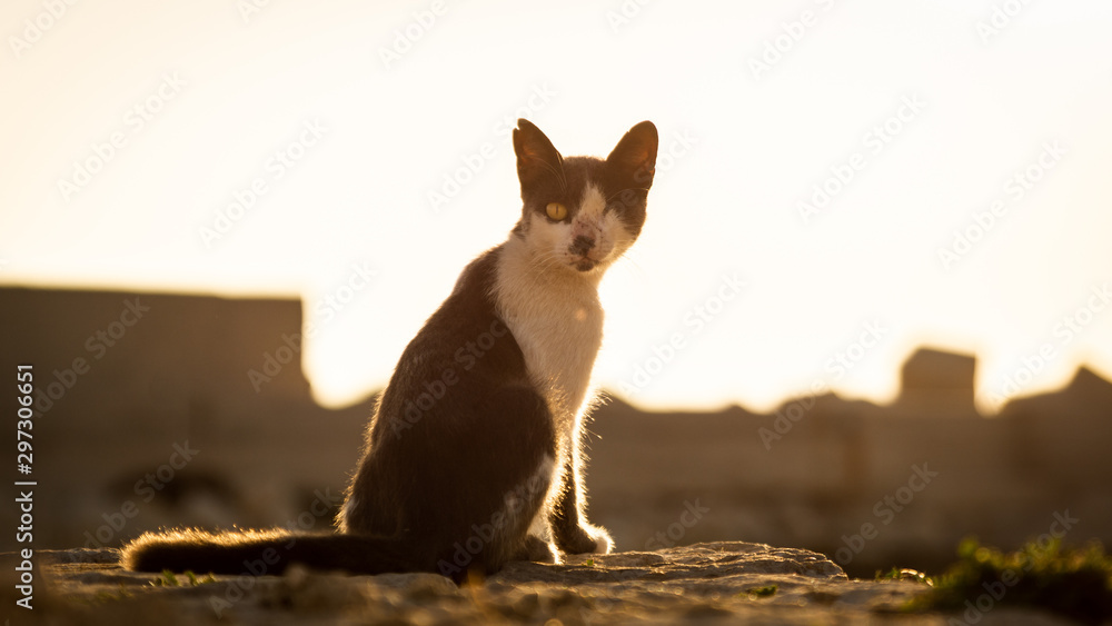 Obraz premium A cat with just one eye in the dawn.
