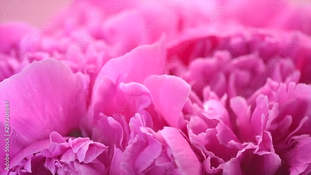 Beautiful pink peony bouquet background. Blooming peony or rose flowers rotating, close-up. Slow motion. 4K UHD video footage. 3840X2160 Beautiful pink peony bouquet background. Blooming peony or rose flowers rotating, close-up. Slow motion. 4K UHD video footage. 3840X2160