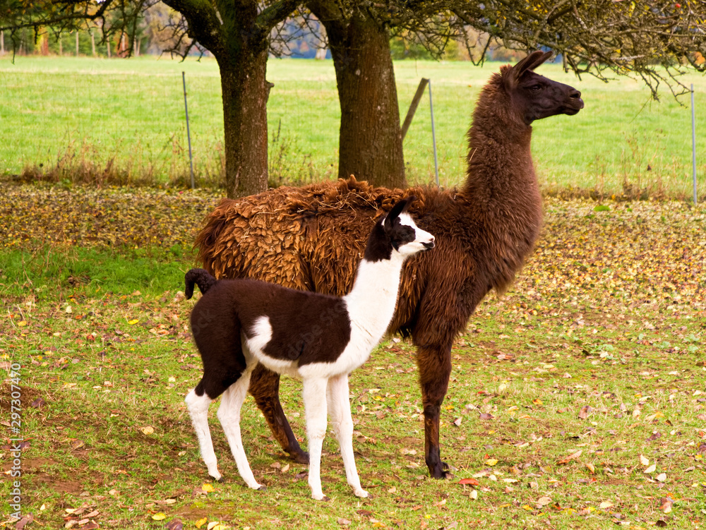 Obraz premium Vater und Sohn Lama