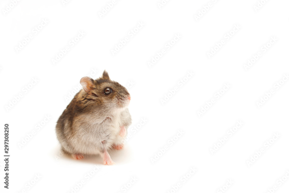 Hamster on a white background. Pet isolated. Fluffy cute rodent stands on small paws. Portrait of favorite funny animal. Domestic beast for children. Hamster on a white background. Pet isolated. Fluffy cute rodent stands on small paws. Portrait of favorite funny animal. Domestic beast for children.