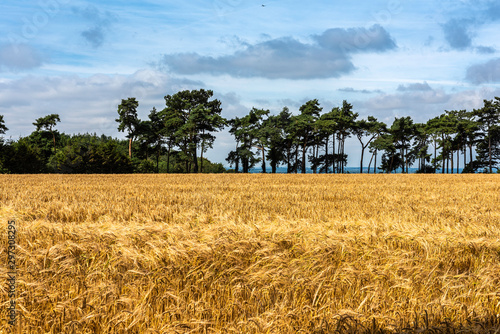 View from the north downs in Kent near Hollingbourne overlooking Barley fields. photo