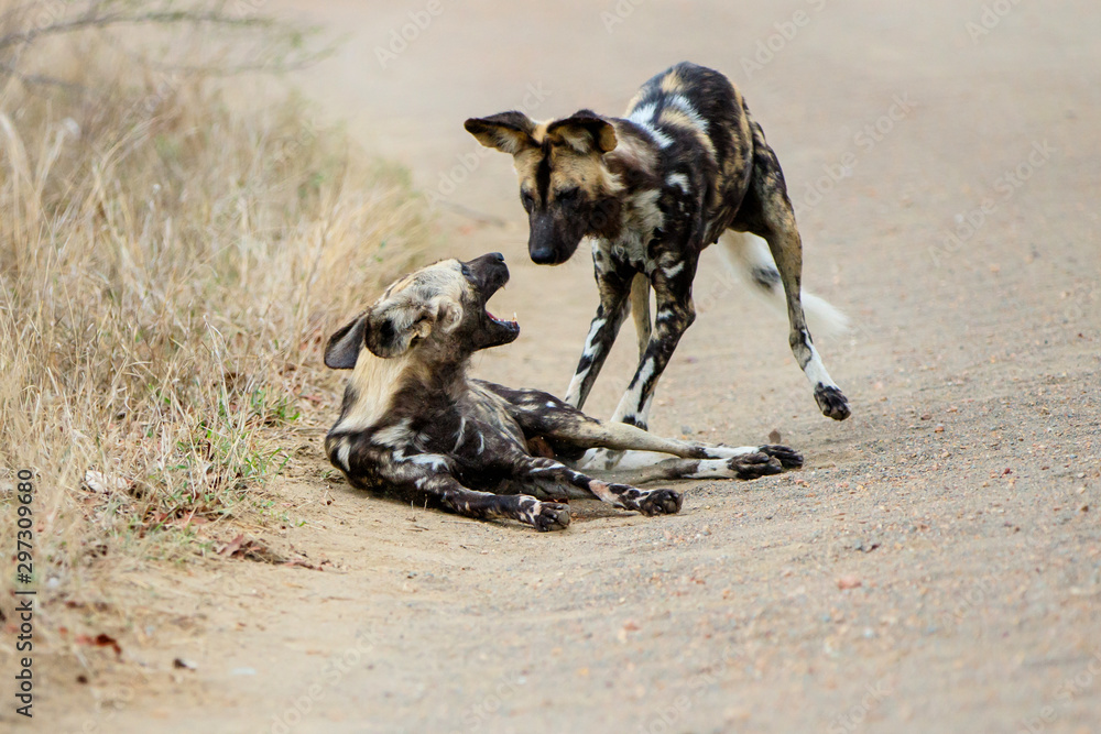 Fototapeta premium African Wild Dog in the south of the Kruger National Park in South Africa