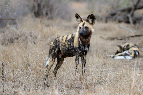 African Wild Dog in the south of the Kruger National Park in South Africa © henk bogaard