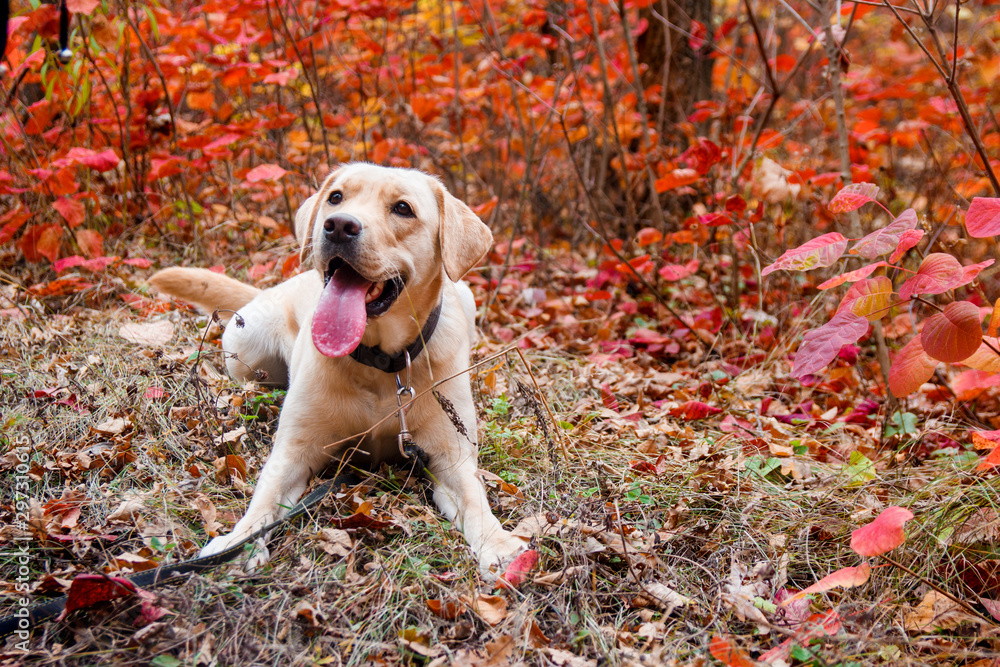 Labrador retriever yellow dog in autumn forest near red leaves . Walk dog concept