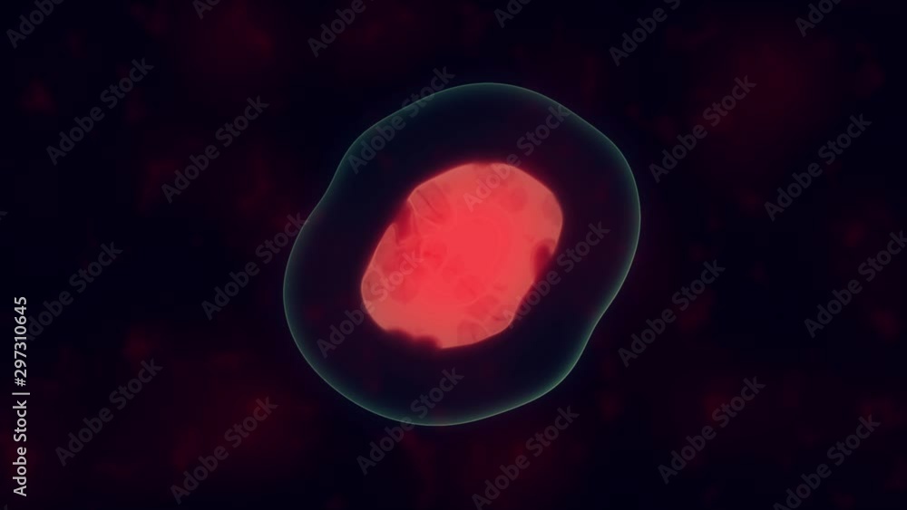 Cells divide under microscope. Mitosis process of cell division. Cells divide under microscope. Mitosis process of cell division.