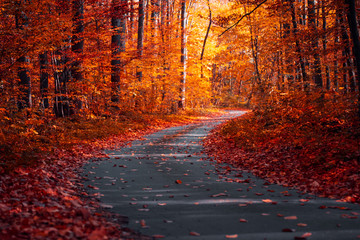 Asphalt curvy road with fallen leaves in autumn forest. Autumnal background
