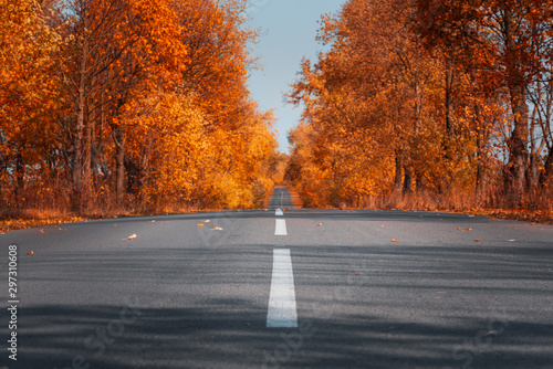 Empty asphalt road in autumn forest. Autumnal background