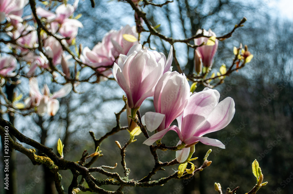 Naklejka premium Close up of pink magnolia blossoms. pring floral background with magnolia flowers. Blooming Magnolia tree. Selective focus