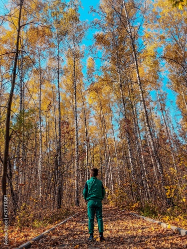 A boy stands with his back against the backdrop of the autumn landscape of Ukraine with many tall birches. Pictures of autumn landscapes. Birches in the forest. © Viktoriia