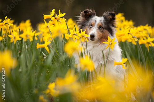 Sheltie in Osterglocken