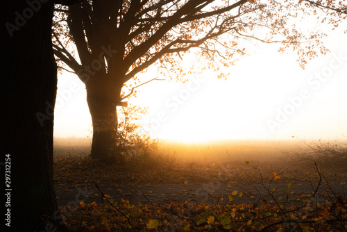 Beautiful foggy autumn sunrise in Belarus with tree silhouette in foreground and tree lit by sun in background