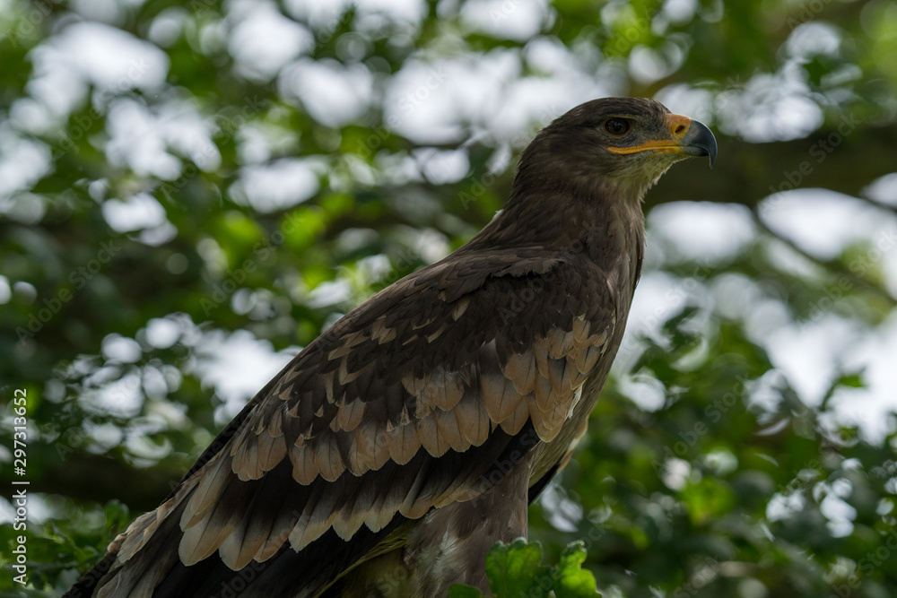 Golden Eagle