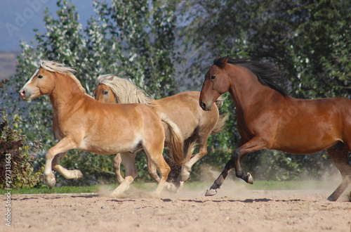 three horses of different breeds - the English thoroughbred and the haflinger gallop in the mountains at full speed