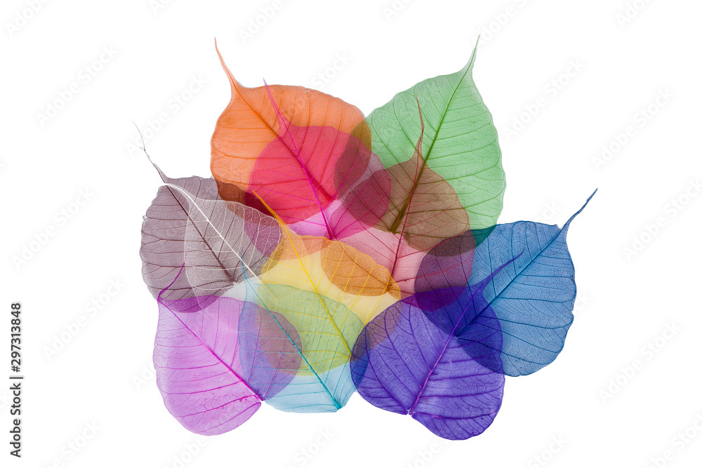 skeleton colorful leaves isolated on white background skeleton colorful leaves isolated on white background