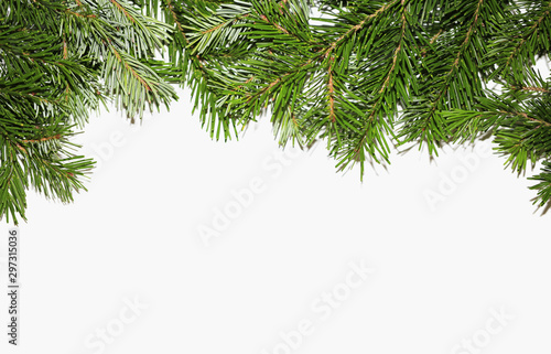 Branches of christmas tree on white background