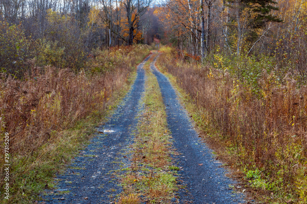 road in the forest road in the forest
