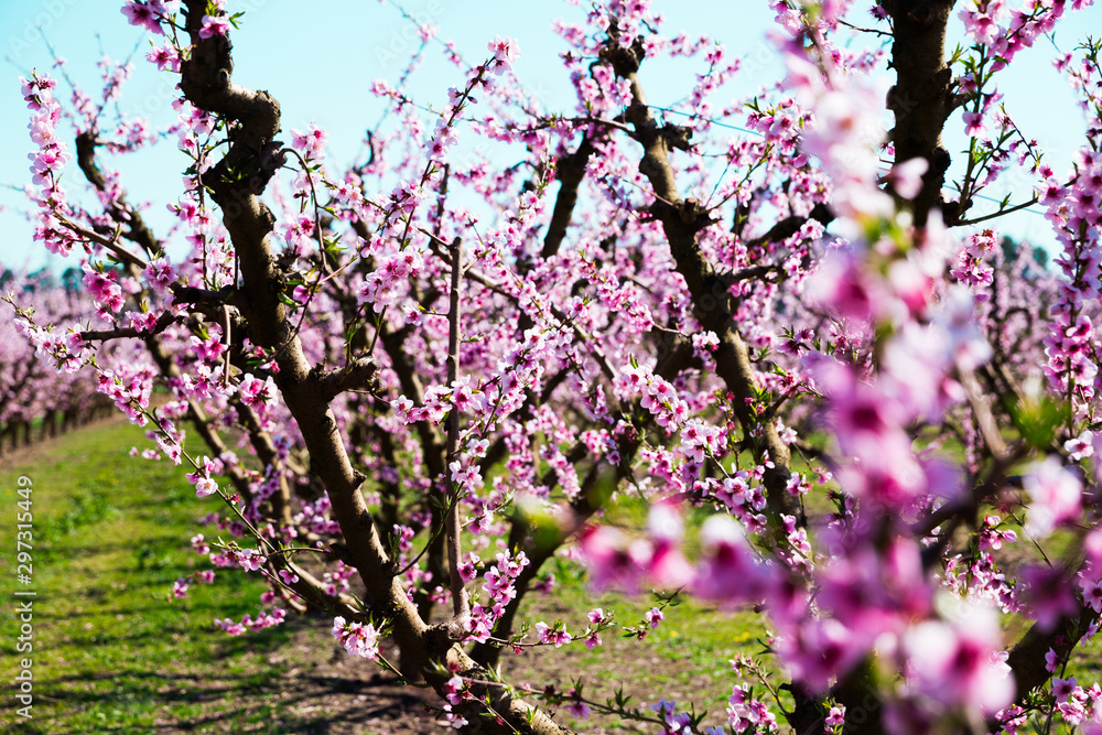blooming peach trees in spring