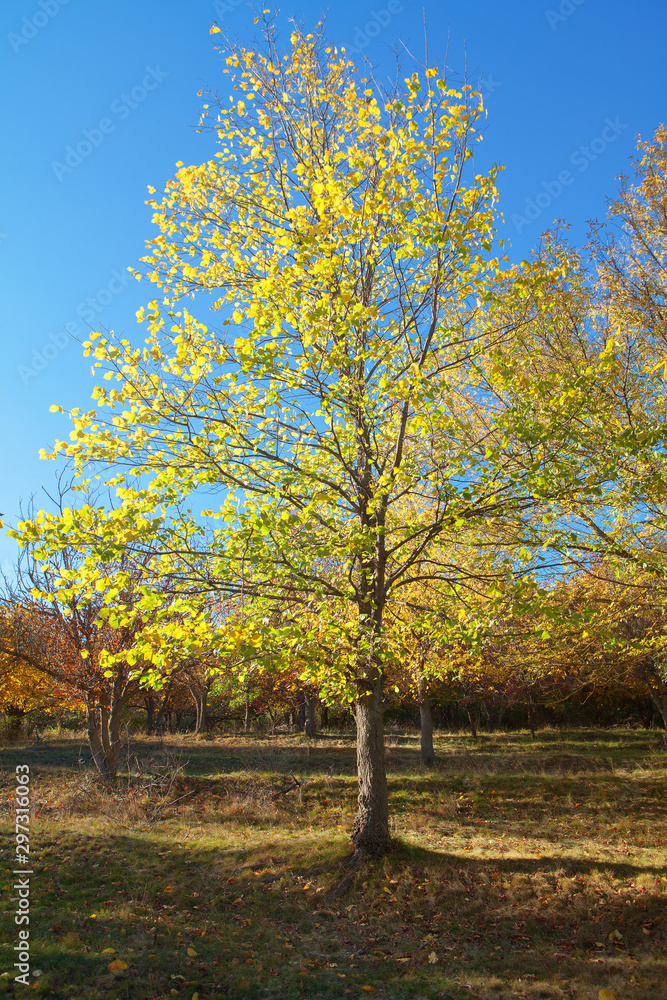 Naklejka premium beautiful autumn day , tree with yellow leaves