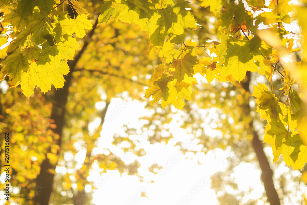 Yellow maple leaves in autumn forest, selective focus. Beautiful autumn landscape with yellow trees and sun. Colorful foliage in the park. Falling leaves natural background Yellow maple leaves in autumn forest, selective focus. Beautiful autumn landscape with yellow trees and sun. Colorful foliage in the park. Falling leaves natural background