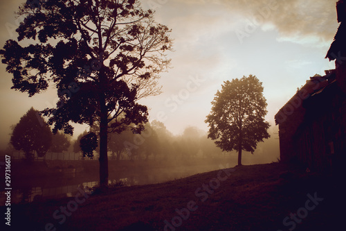 Tree standing near water canal nature morning sunrise foggy morning