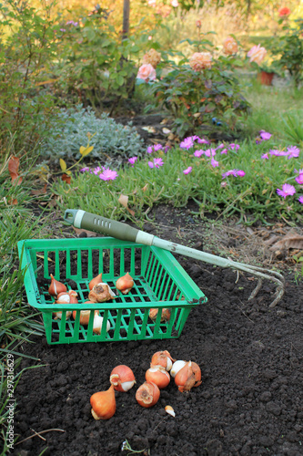 Basket with tulip bulbs is next to the bulbs group and garden ripper.